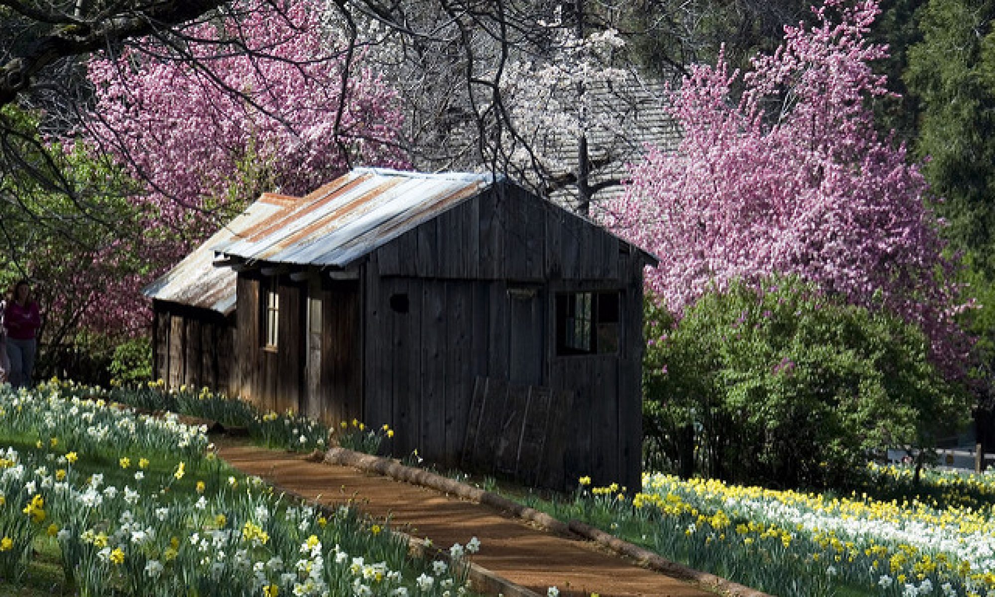 croppedGoldCountryDPCopeningpage.jpg Gold Country Direct Primary